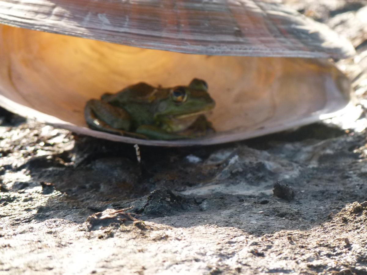 Camping Casuta Mihaela Crisan  Exteriör bild